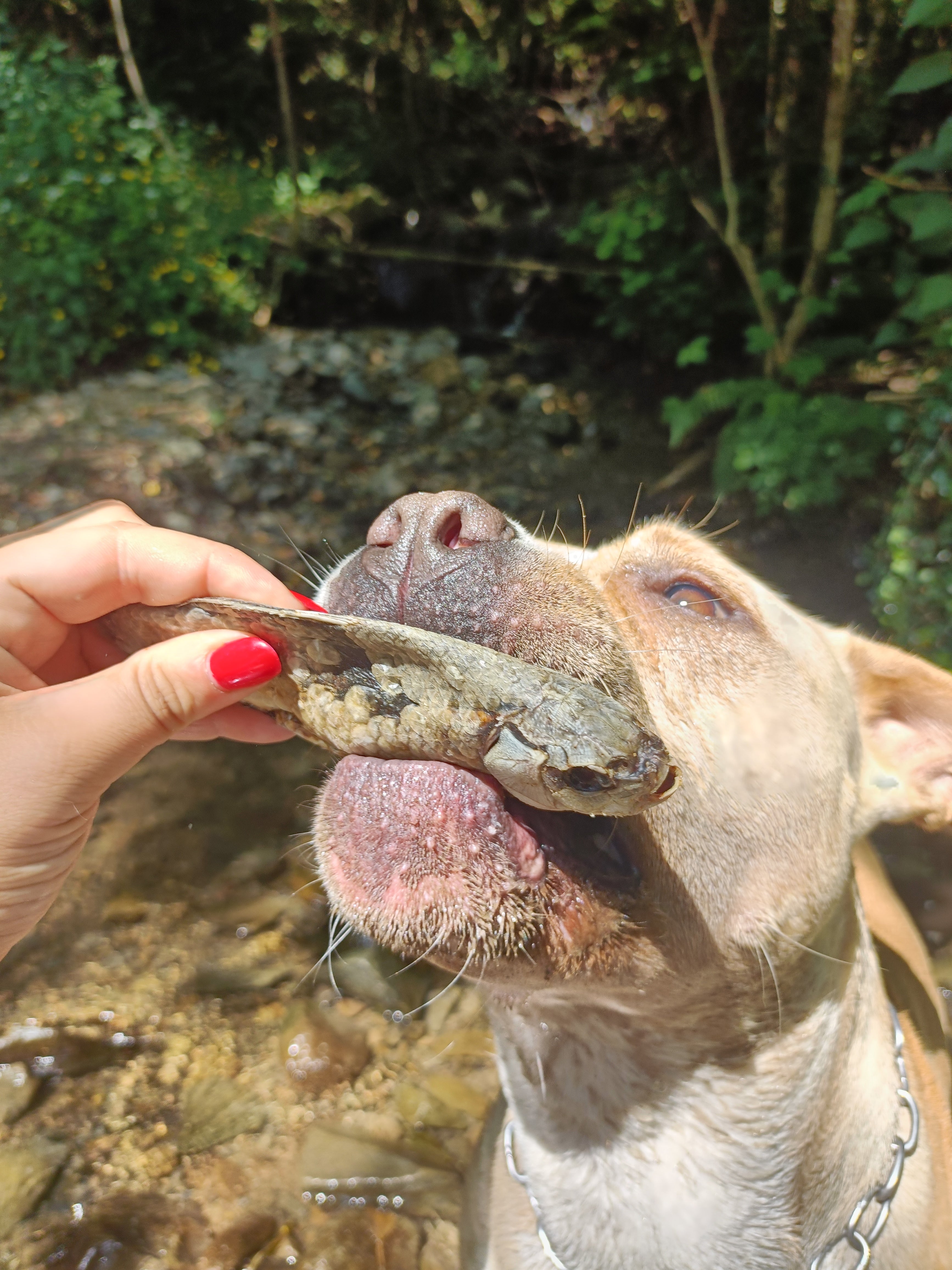 Carassio essiccato *100gr* (pesce d’acqua dolce) - pesce simile alla carpa