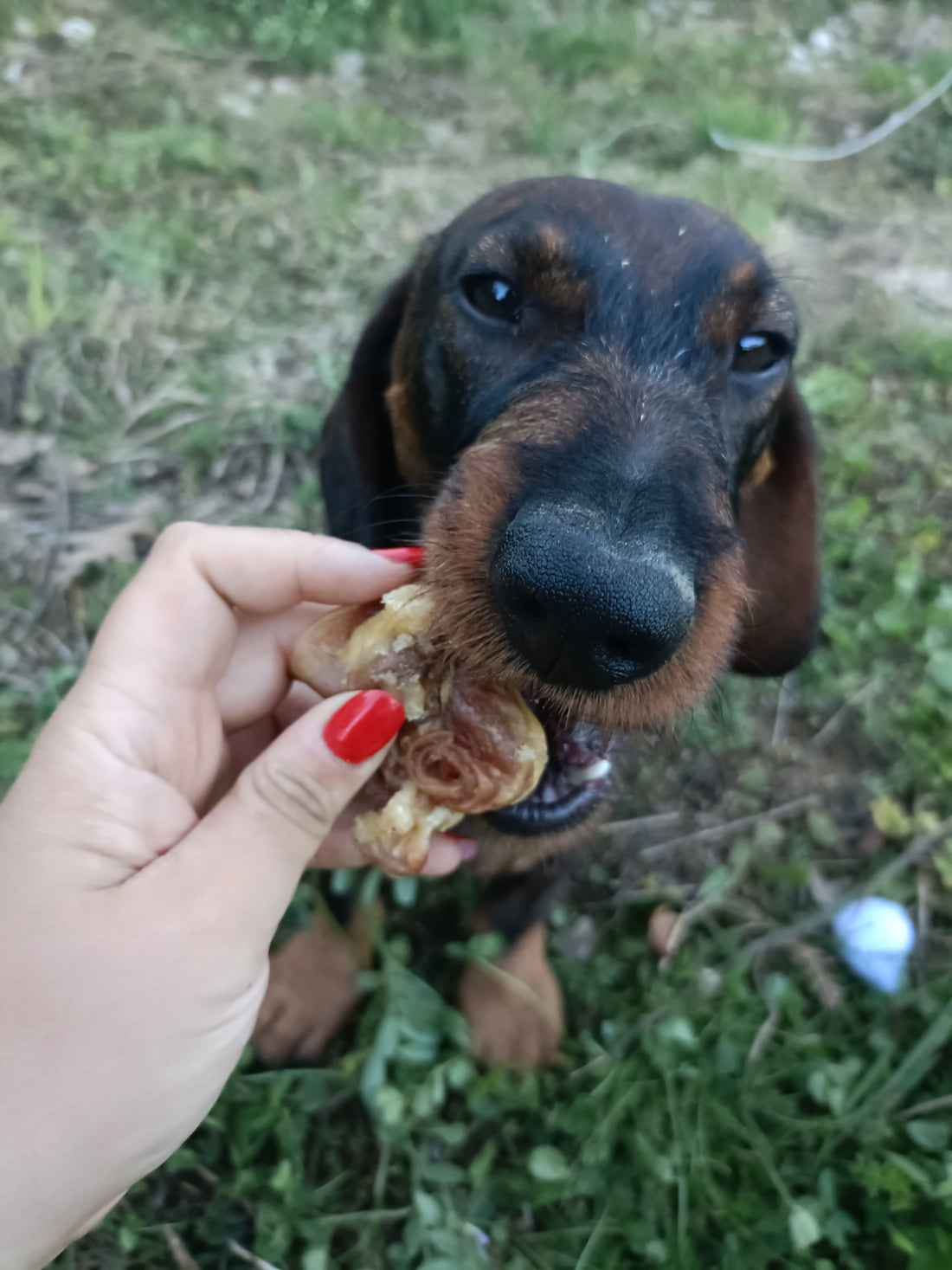 Padiglione Auricolare di Maiale 100 g – Snack Naturale per Cani, Ricco di Proteine