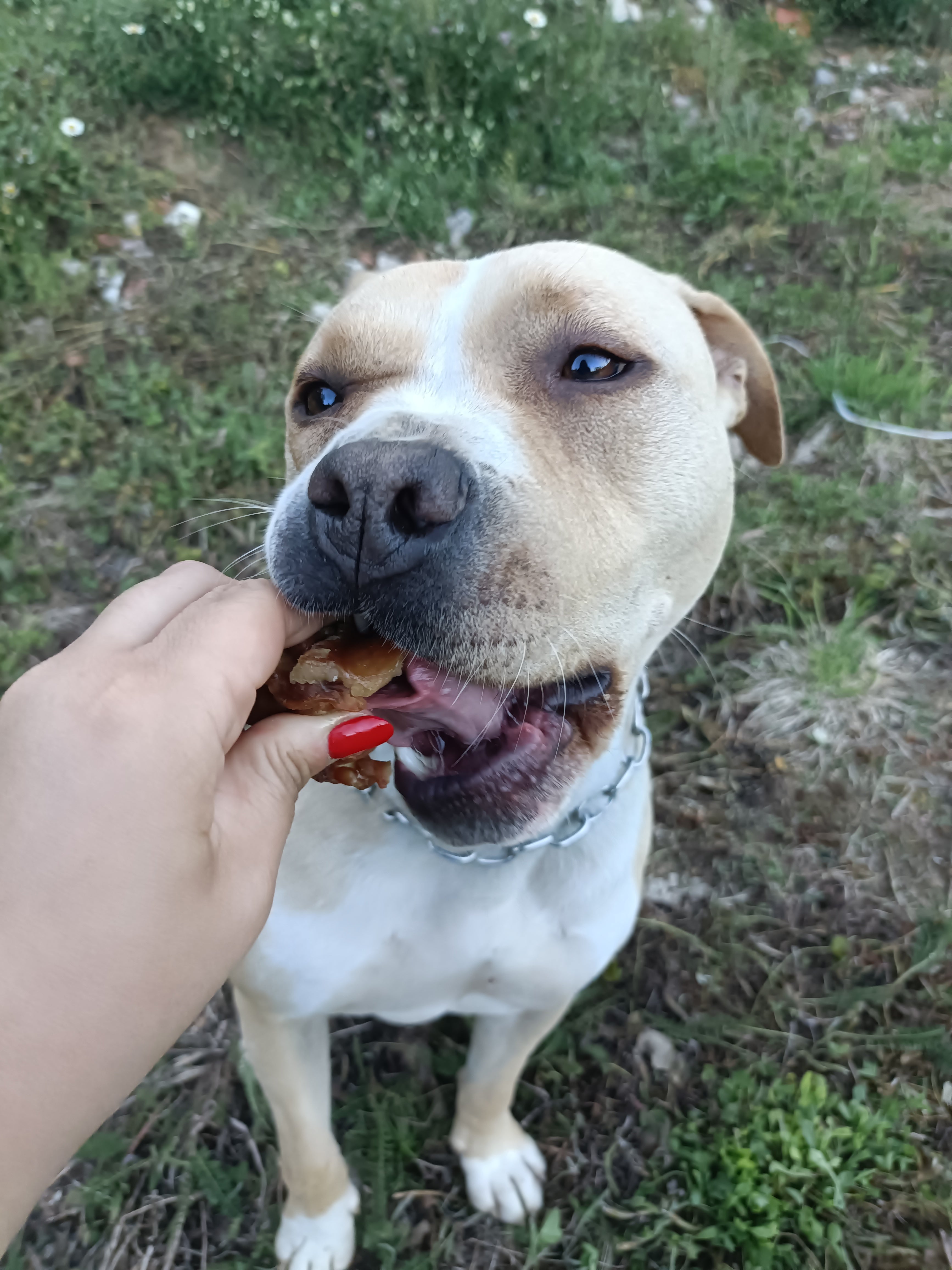 Padiglione Auricolare di Maiale 100 g – Snack Naturale per Cani, Ricco di Proteine