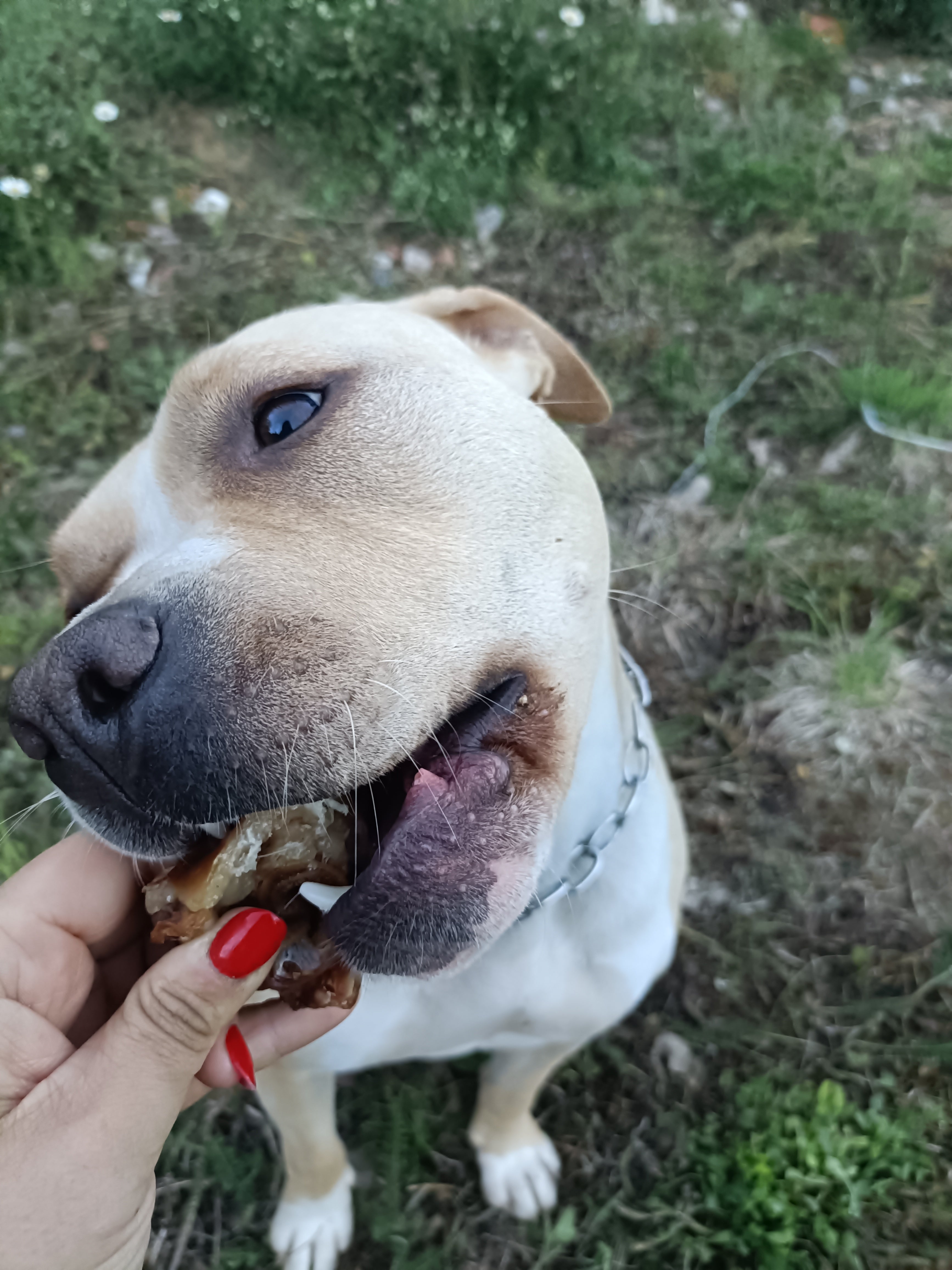 Padiglione Auricolare di Maiale 100 g – Snack Naturale per Cani, Ricco di Proteine