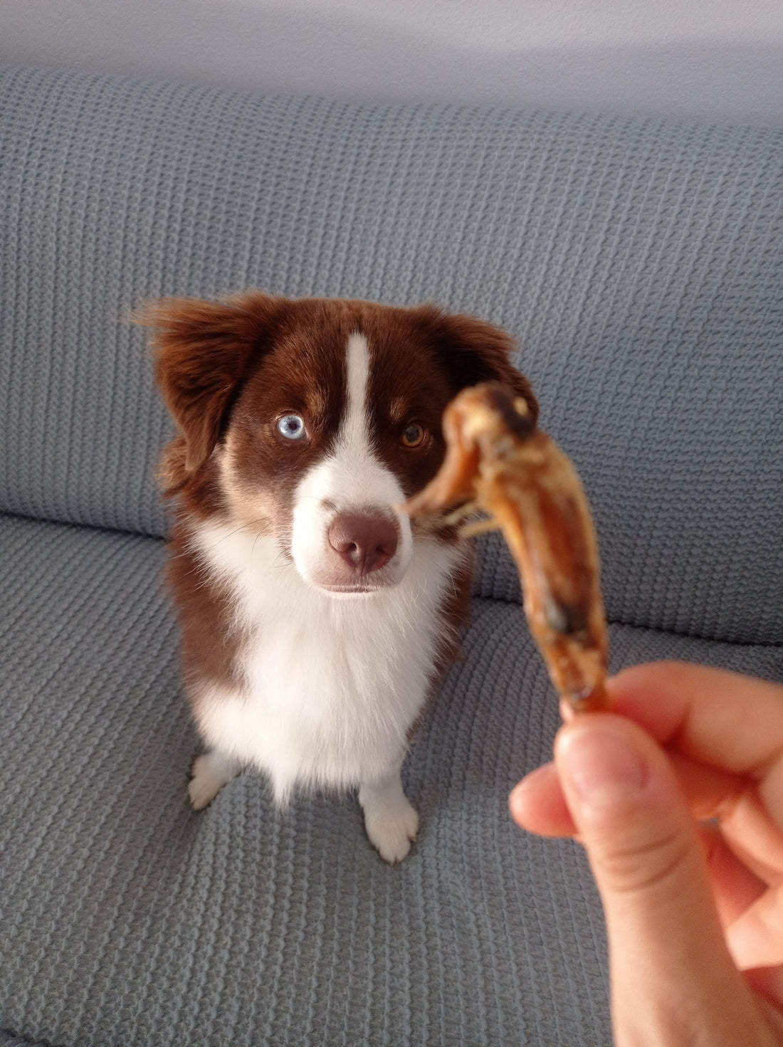 Alette di Pollo Essiccate per Cani – Snack Croccante Monoproteico 250g