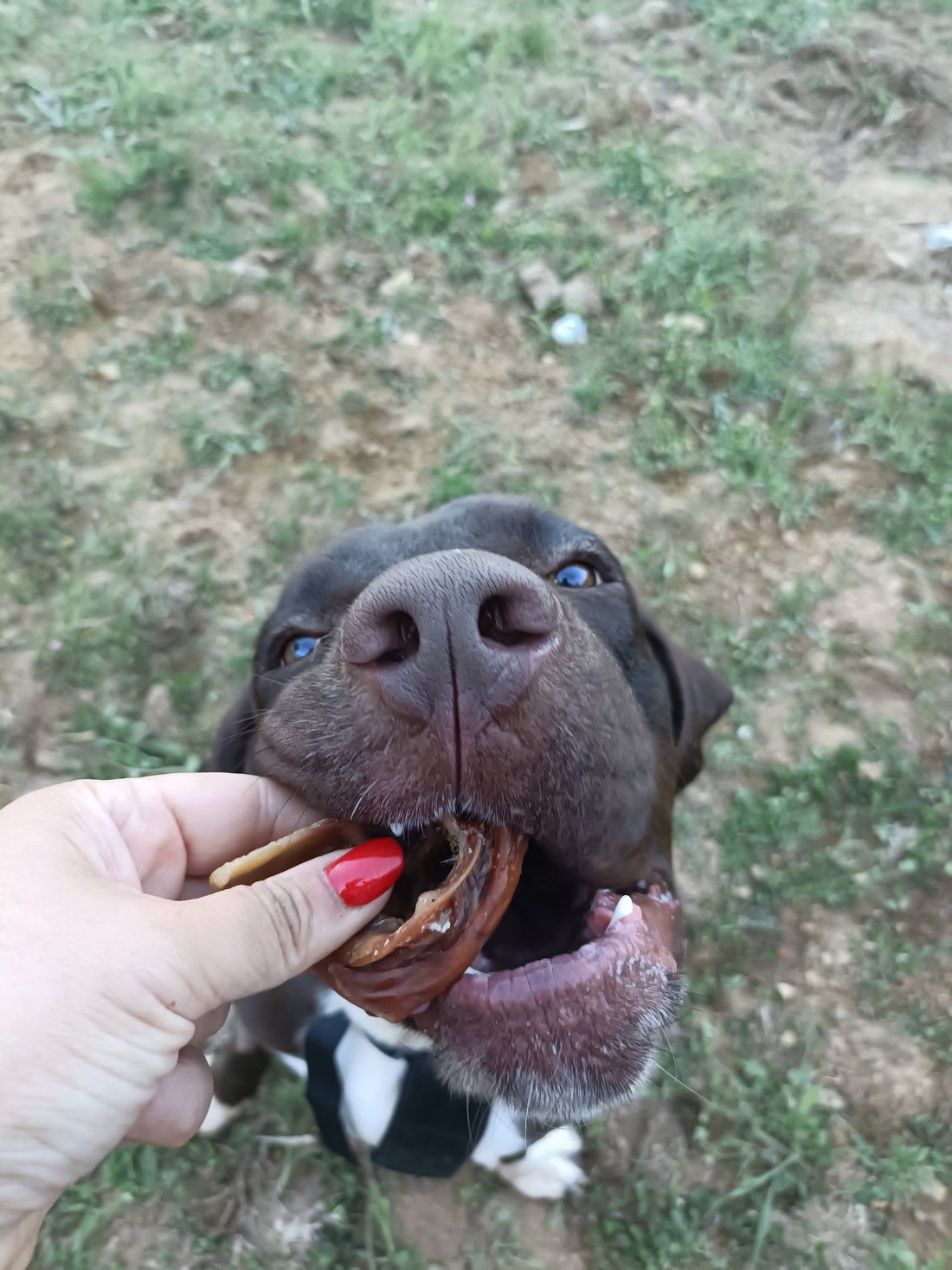 Padiglione Auricolare di Maiale 100 g – Snack Naturale per Cani, Ricco di Proteine