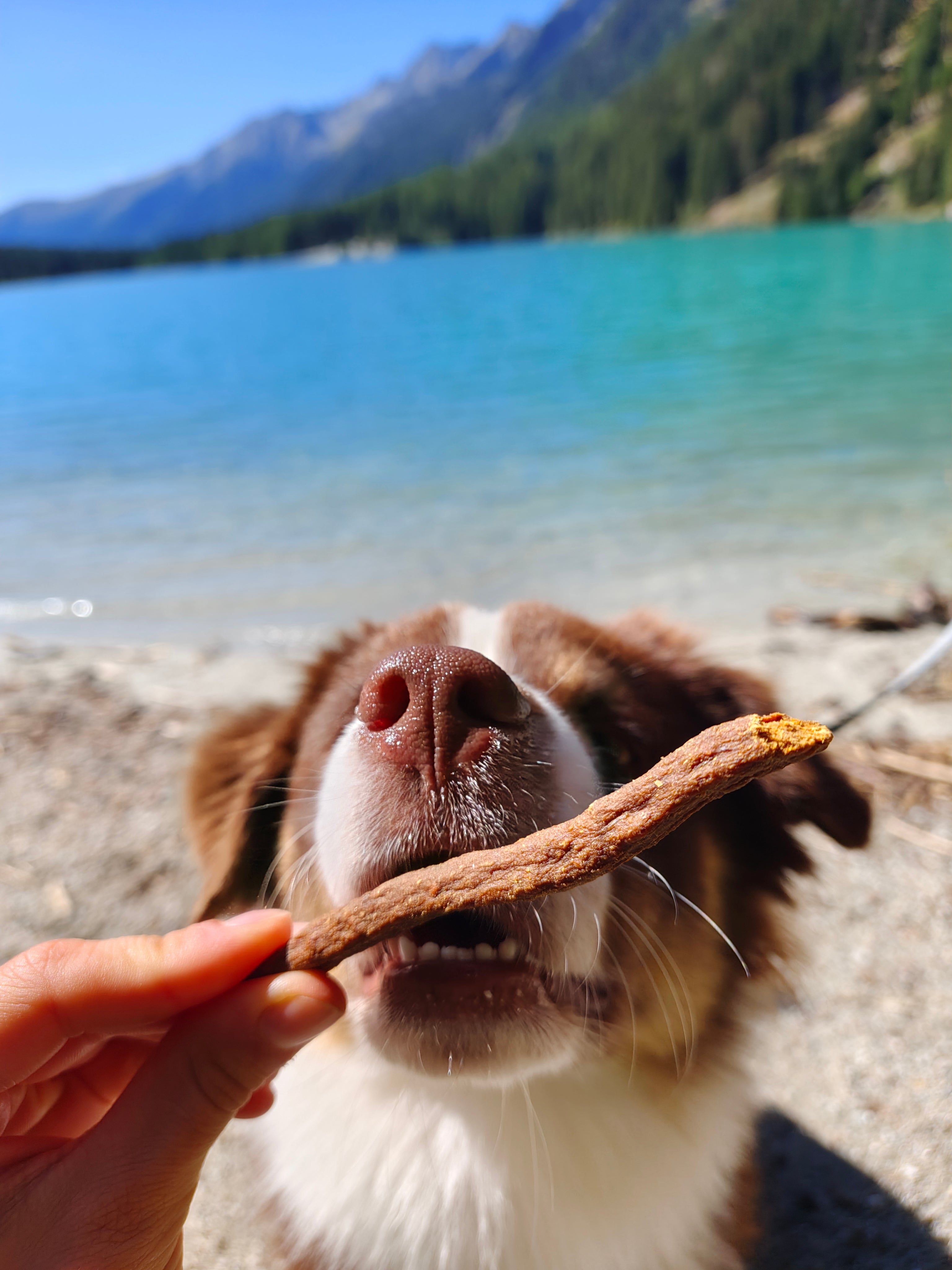 Mammella di Bovino Essiccata per Cani – Snack Naturale Appetibile 250g