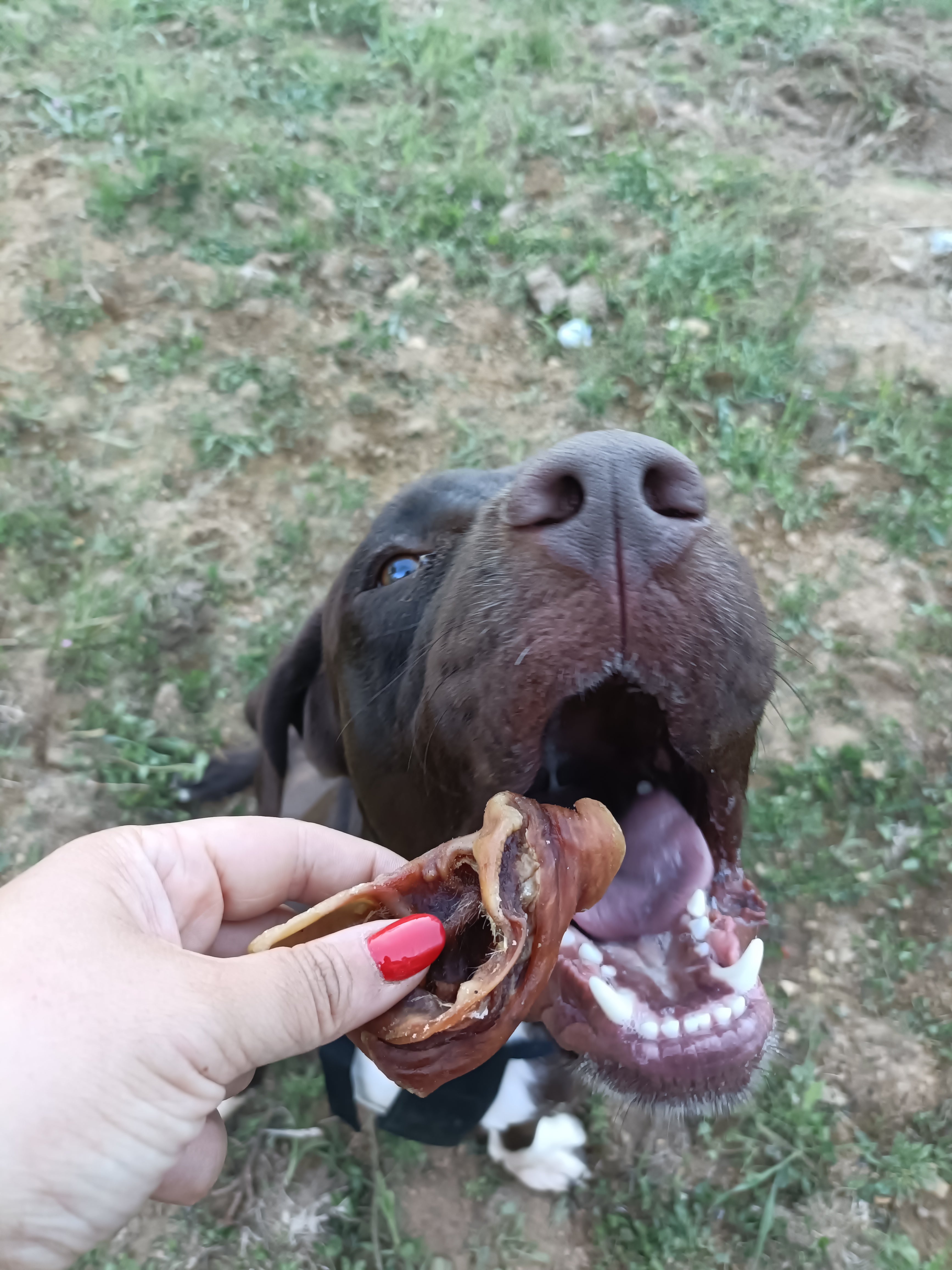 Padiglione Auricolare di Maiale 100 g – Snack Naturale per Cani, Ricco di Proteine