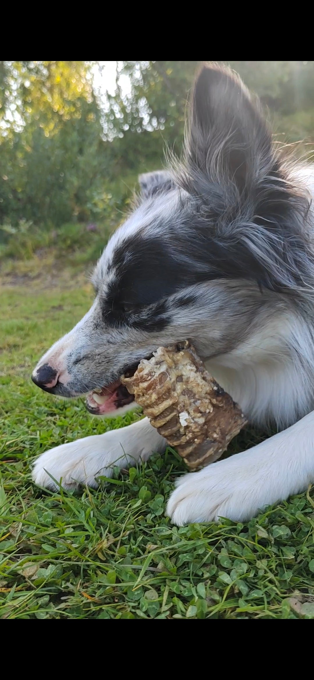 Trachea di Manzo Essiccata 30 cm per Cani – Snack Naturale Ricco di Proteine, Collagene e Condroitina