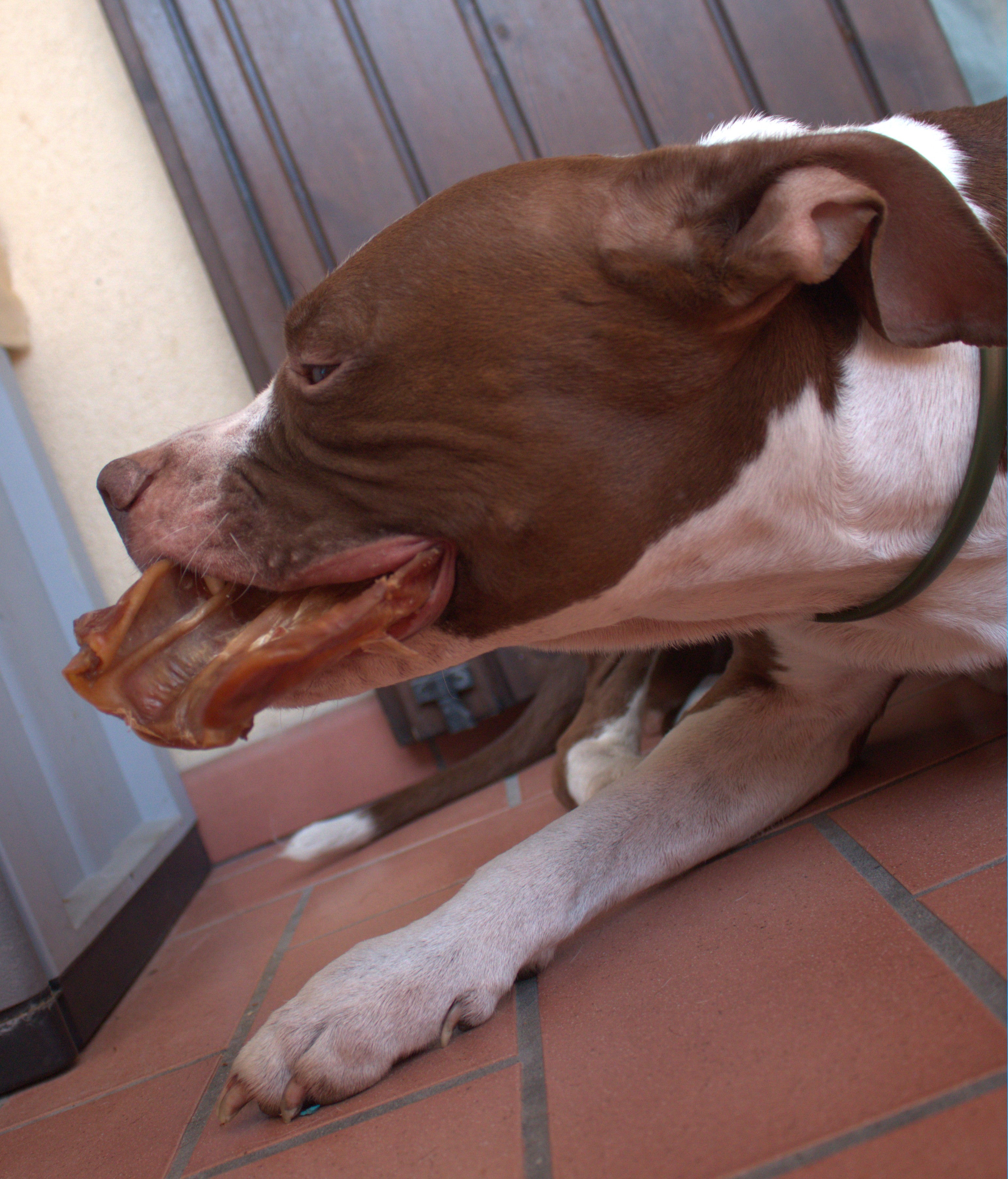 Orecchie di Maiale Essiccate per Cani – Snack Naturale da Masticare (circa 50g)