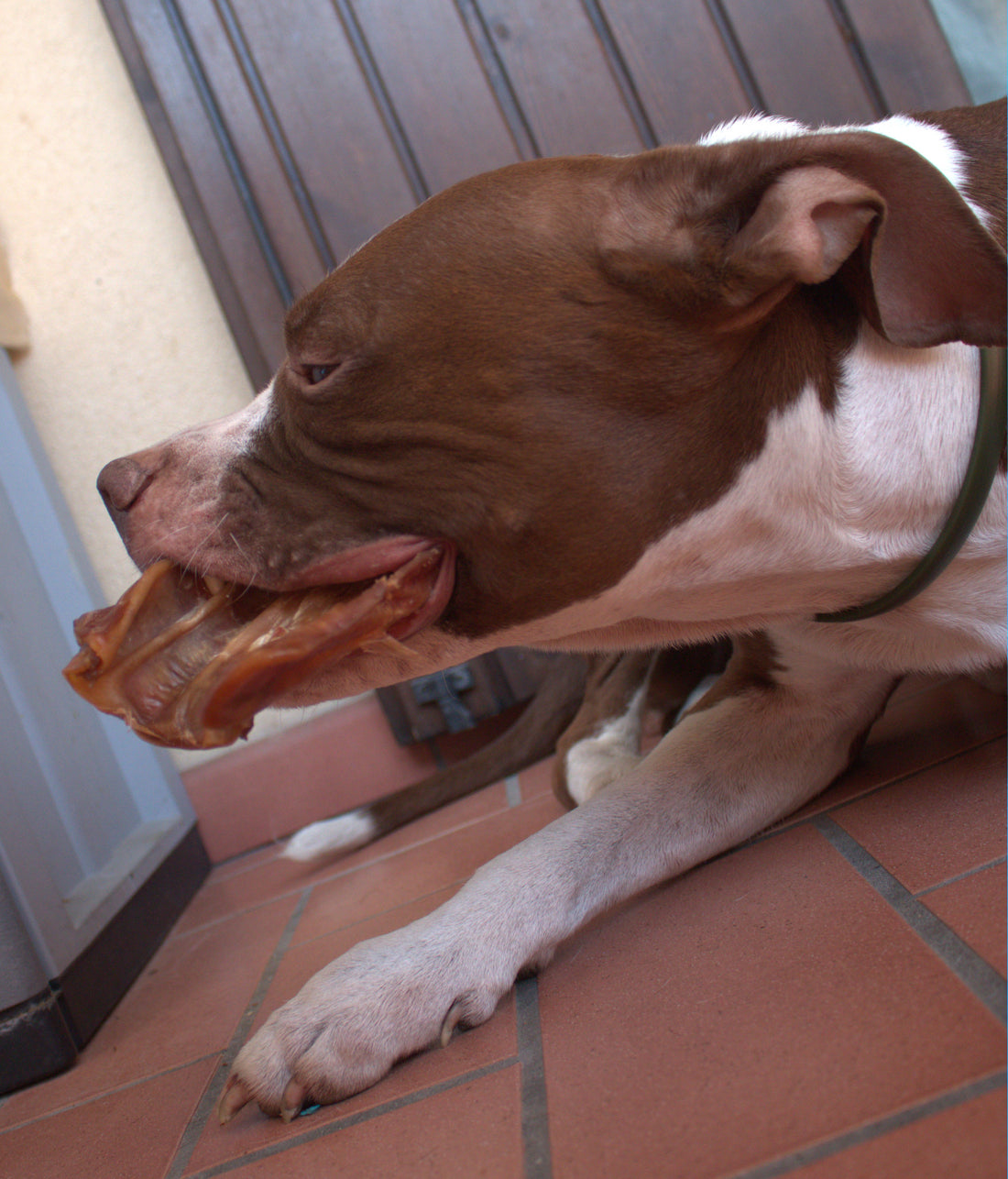 Orecchie di Maiale Essiccate per Cani – Snack Naturale da Masticare (circa 50g)