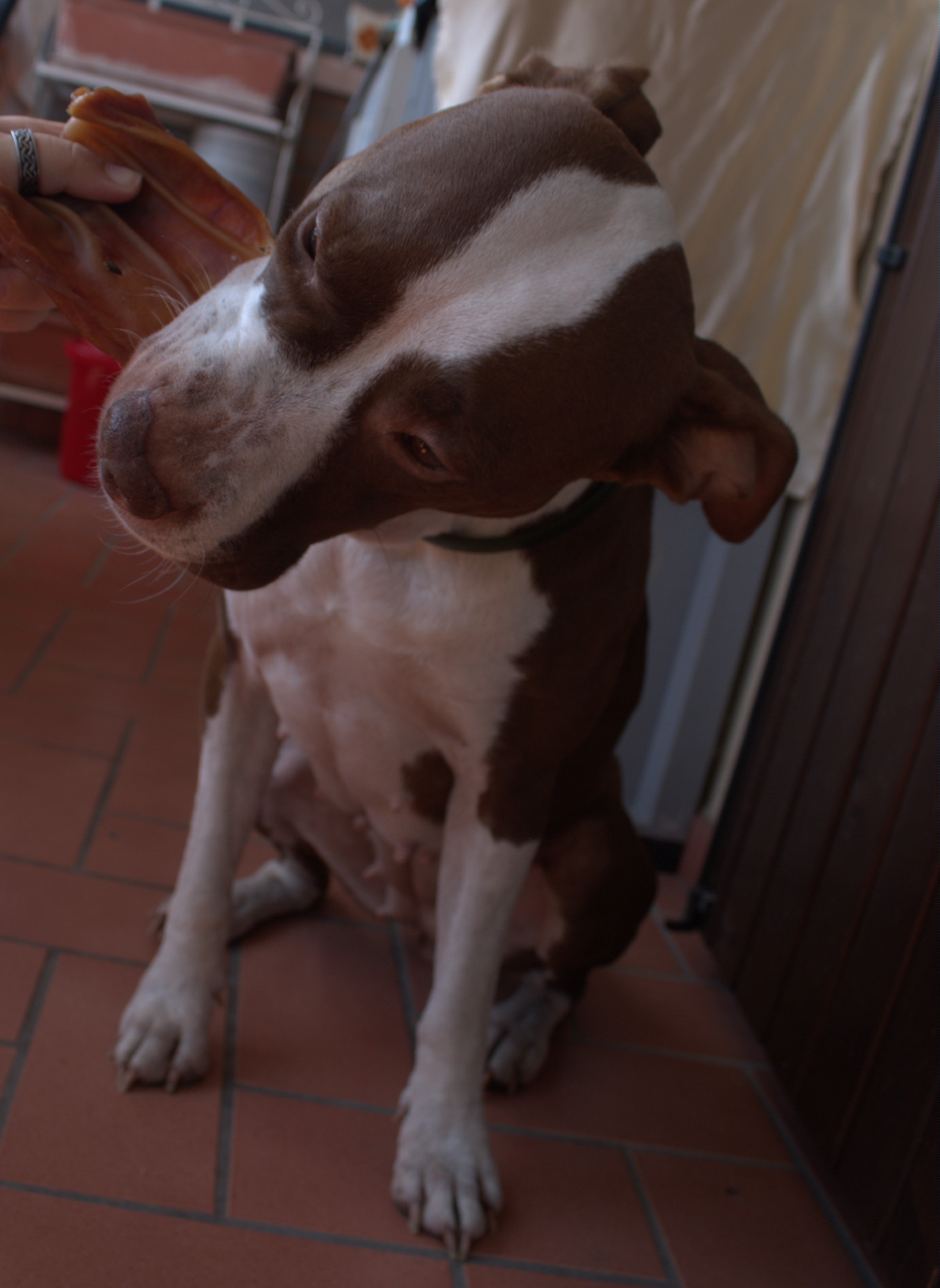 Orecchie di Maiale Essiccate per Cani – Snack Naturale da Masticare (circa 50g)