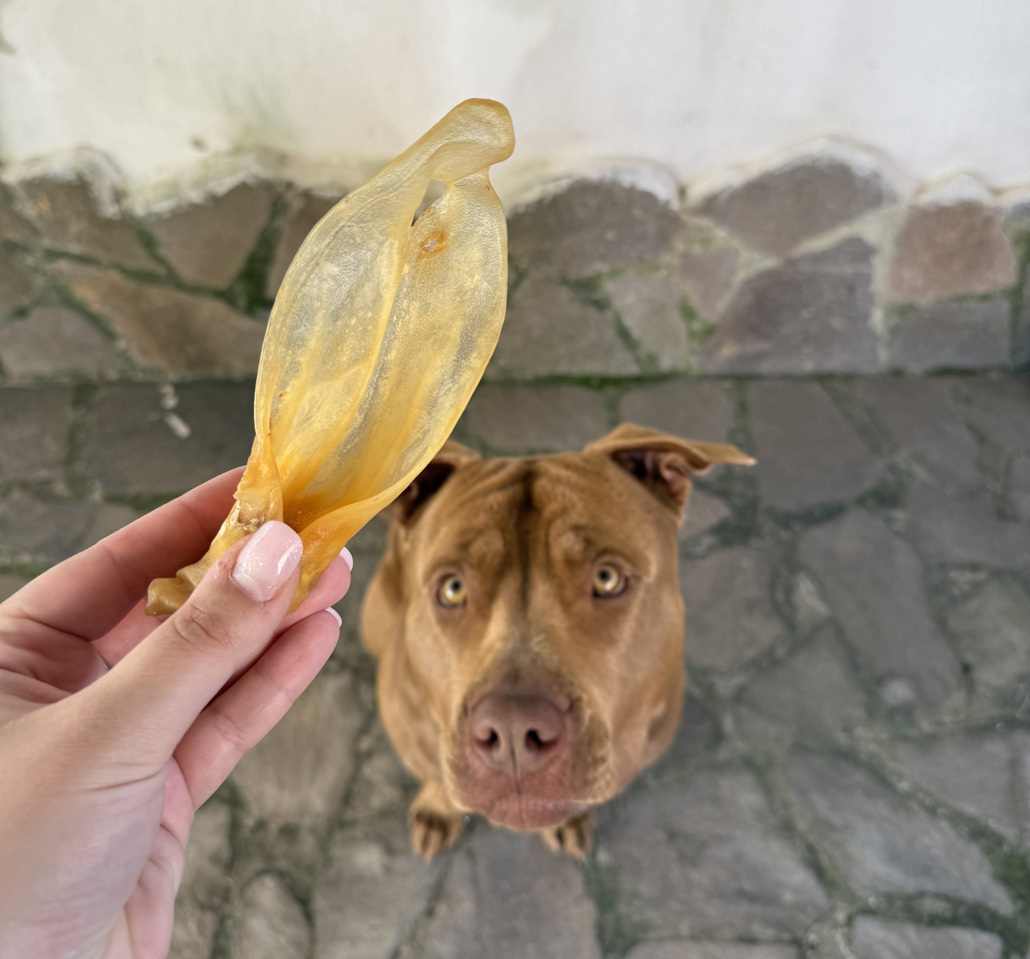 Orecchie di Agnello con Cuoio – Snack 2 in 1 per Cani Naturale 200gr