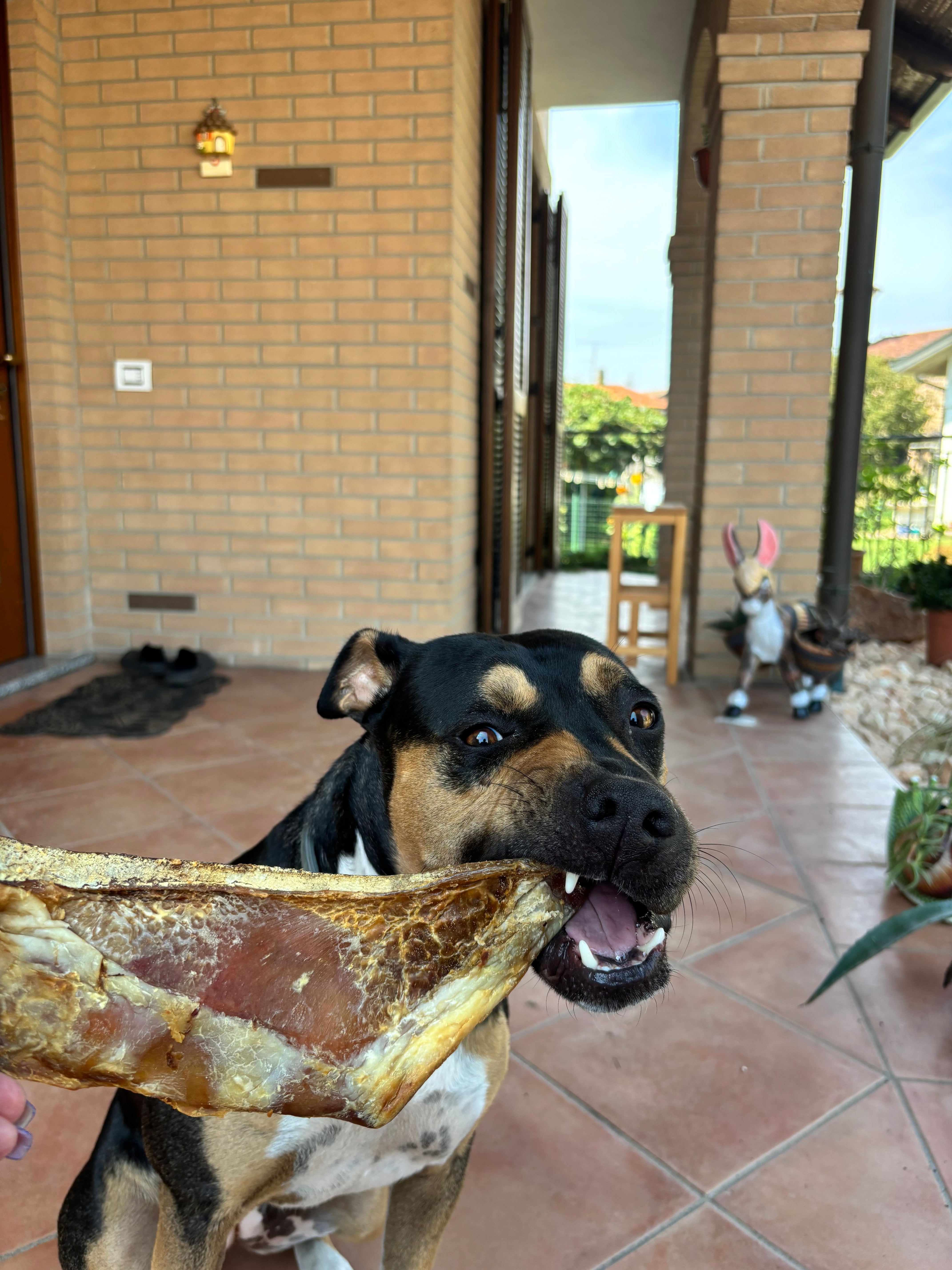 Cartilagine del Manzo Essiccata Piccola/Maxi