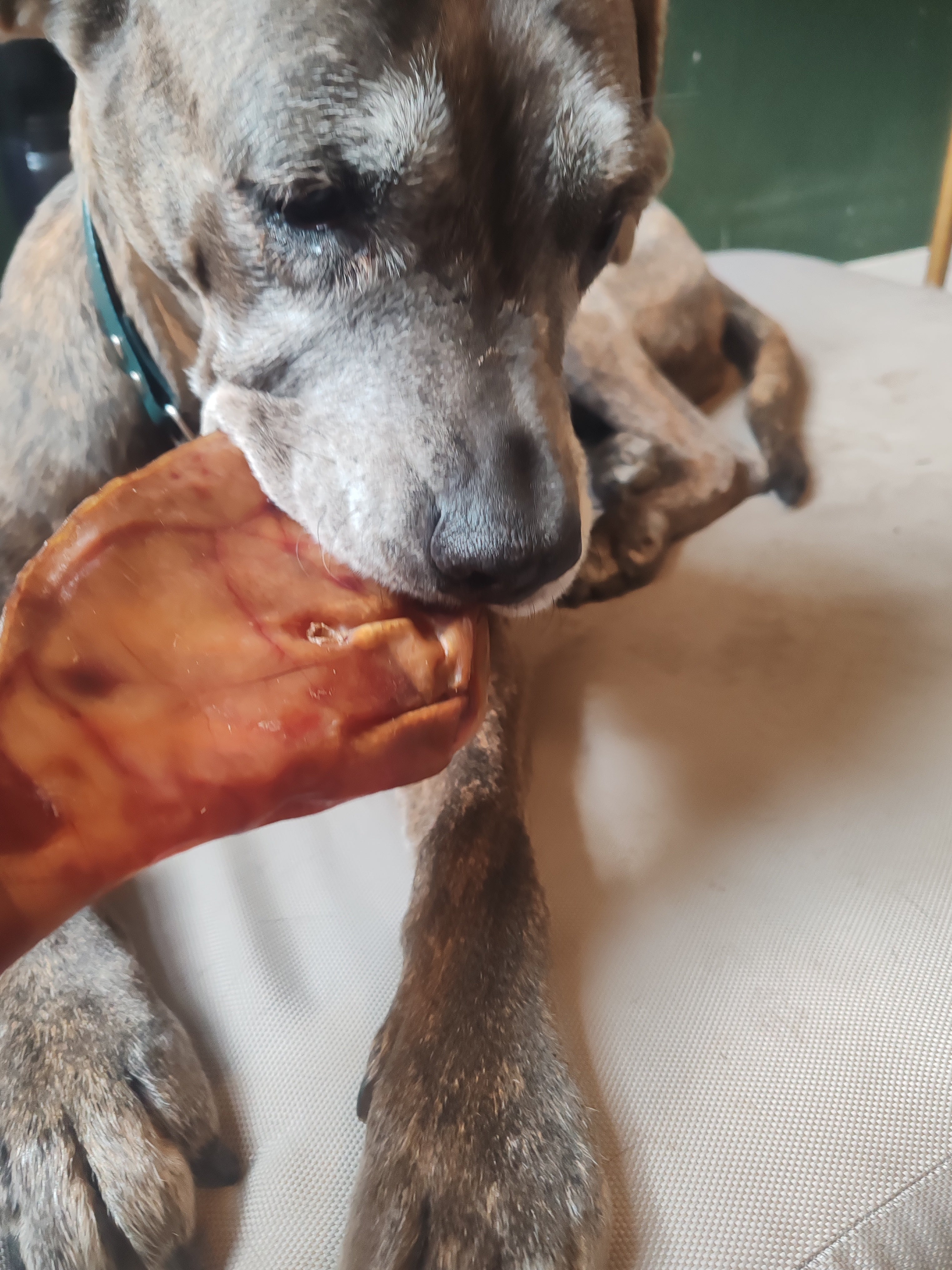Orecchie di Maiale XXL Essiccate per Cani – Snack Naturale Durevole (5 Pezzi)