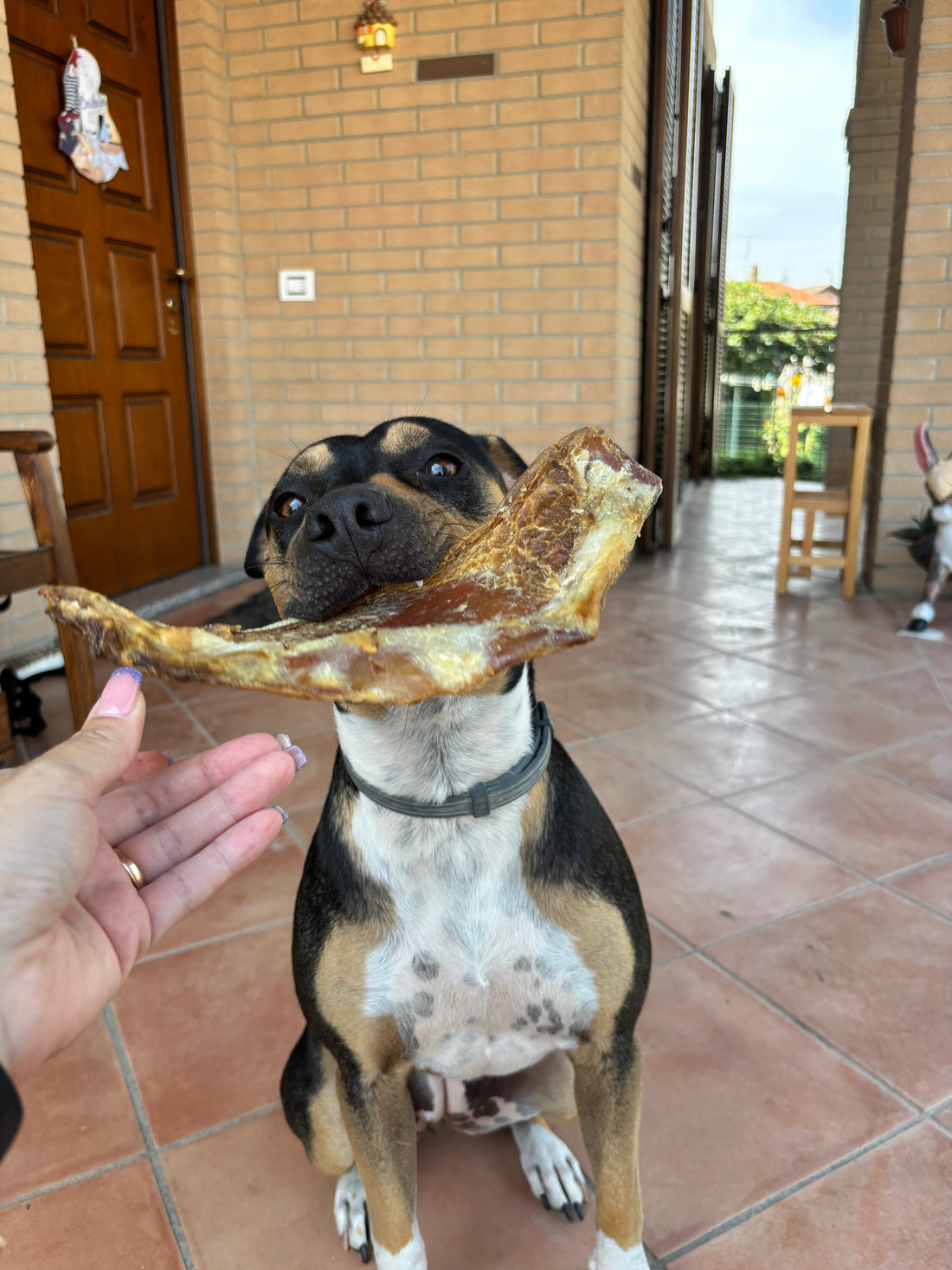 Cartilagine del Manzo Essiccata Piccola/Maxi