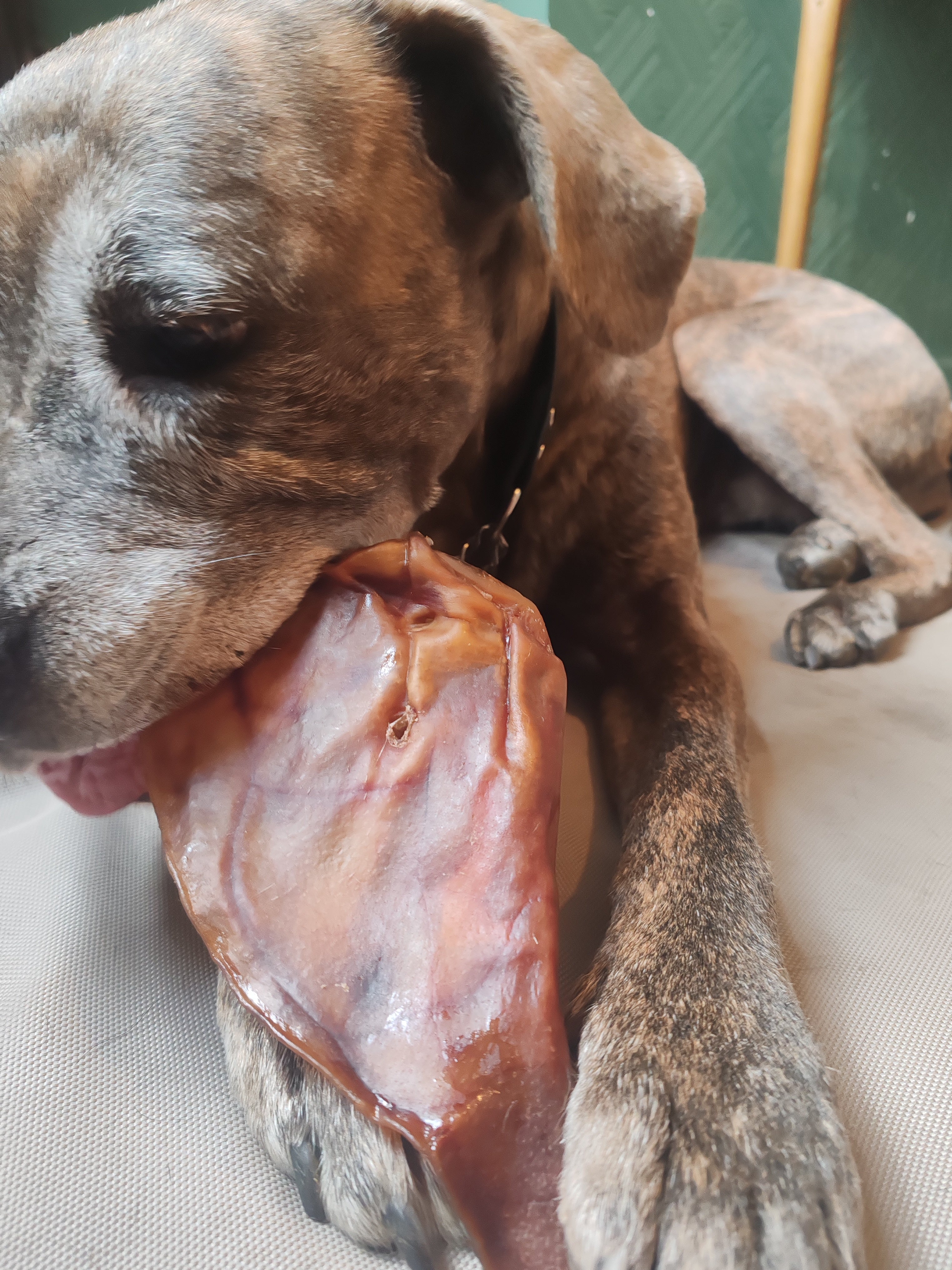 Orecchie di Maiale XXL Essiccate per Cani – Snack Naturale Durevole (5 Pezzi)