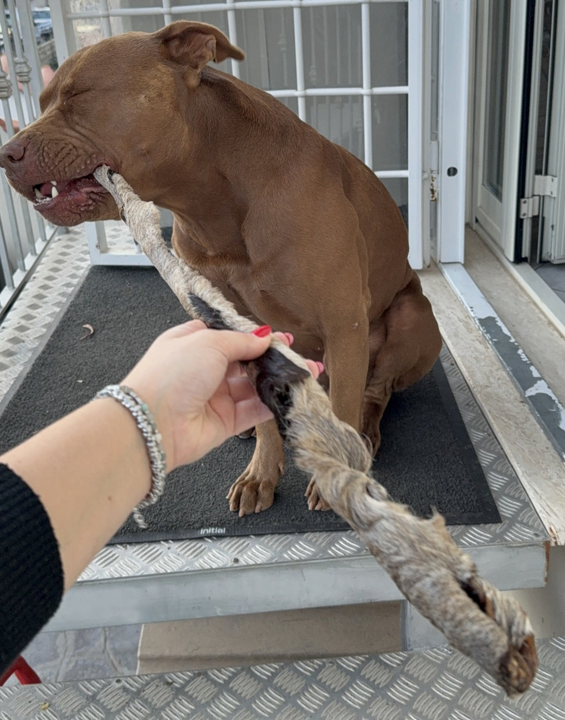Striscia di Pelle di Manzo Essiccata 75 cm per Cani – Snack Ultra Duro 1 Pezzo