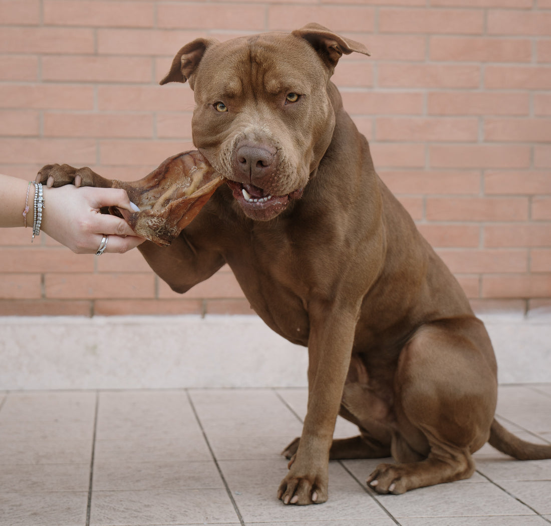 Orecchie di Maiale XXL Essiccate per Cani – Snack Naturale Durevole (5 Pezzi)