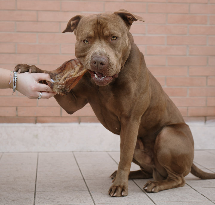 Orecchie di Maiale XXL Essiccate per Cani – Snack Naturale Durevole (5 Pezzi)