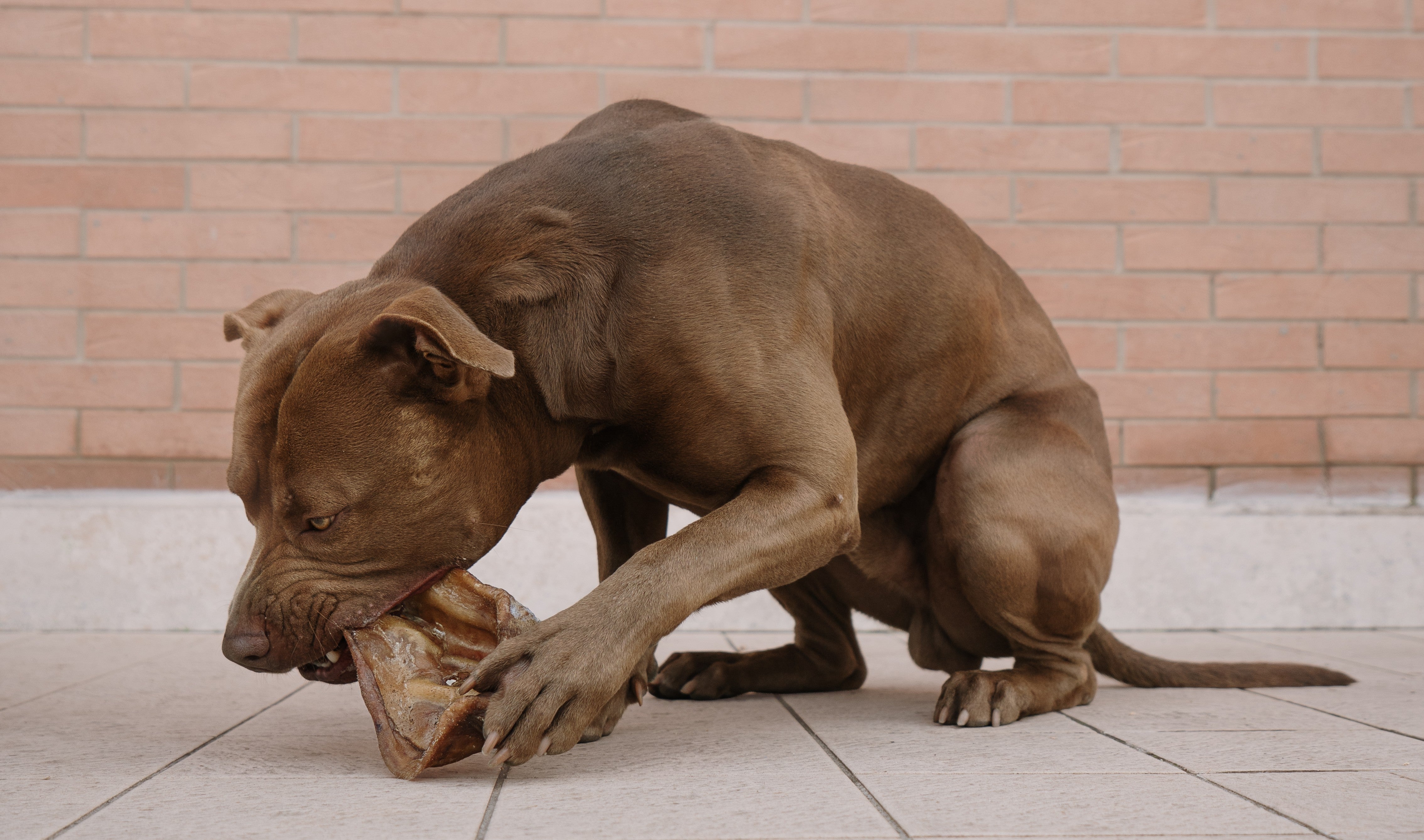 Orecchie di Maiale XXL Essiccate per Cani – Snack Naturale Durevole (5 Pezzi)