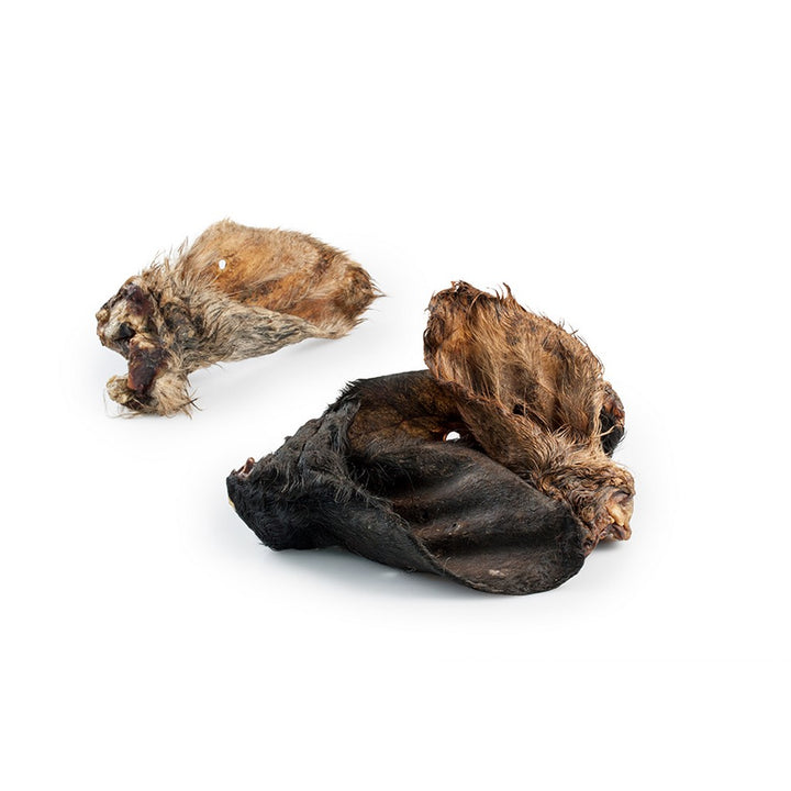 Orecchie di Manzo Essiccate con Pelo per Cani – Snack Naturale Leggero e Ricco di Collagene