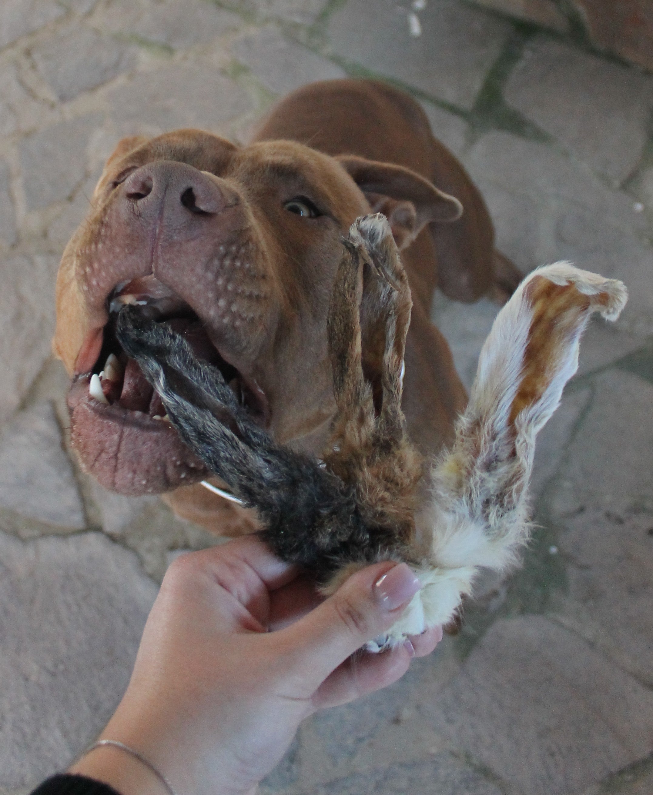 Orecchie di Coniglio CON PELO/SENZA PELO