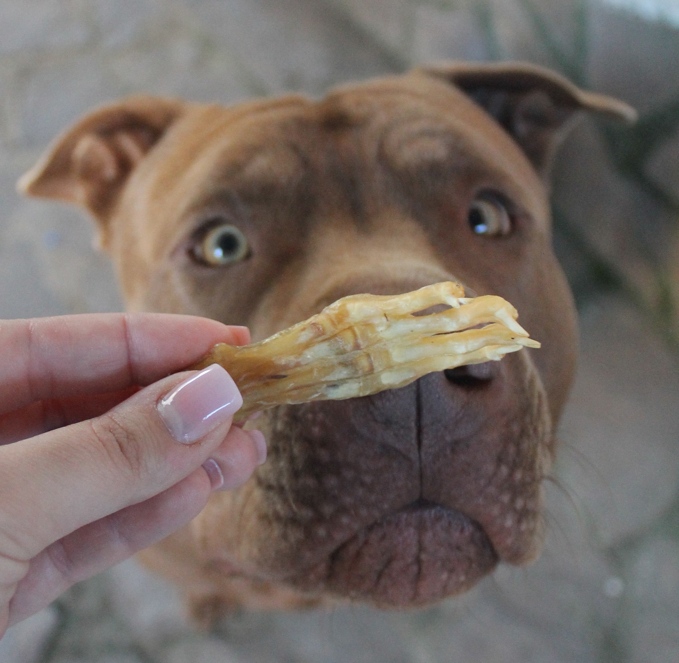 Zampa di Coniglio Essiccata SENZA Pelo 200 g – Snack Naturale Ipoallergenico per Cani Sensibili