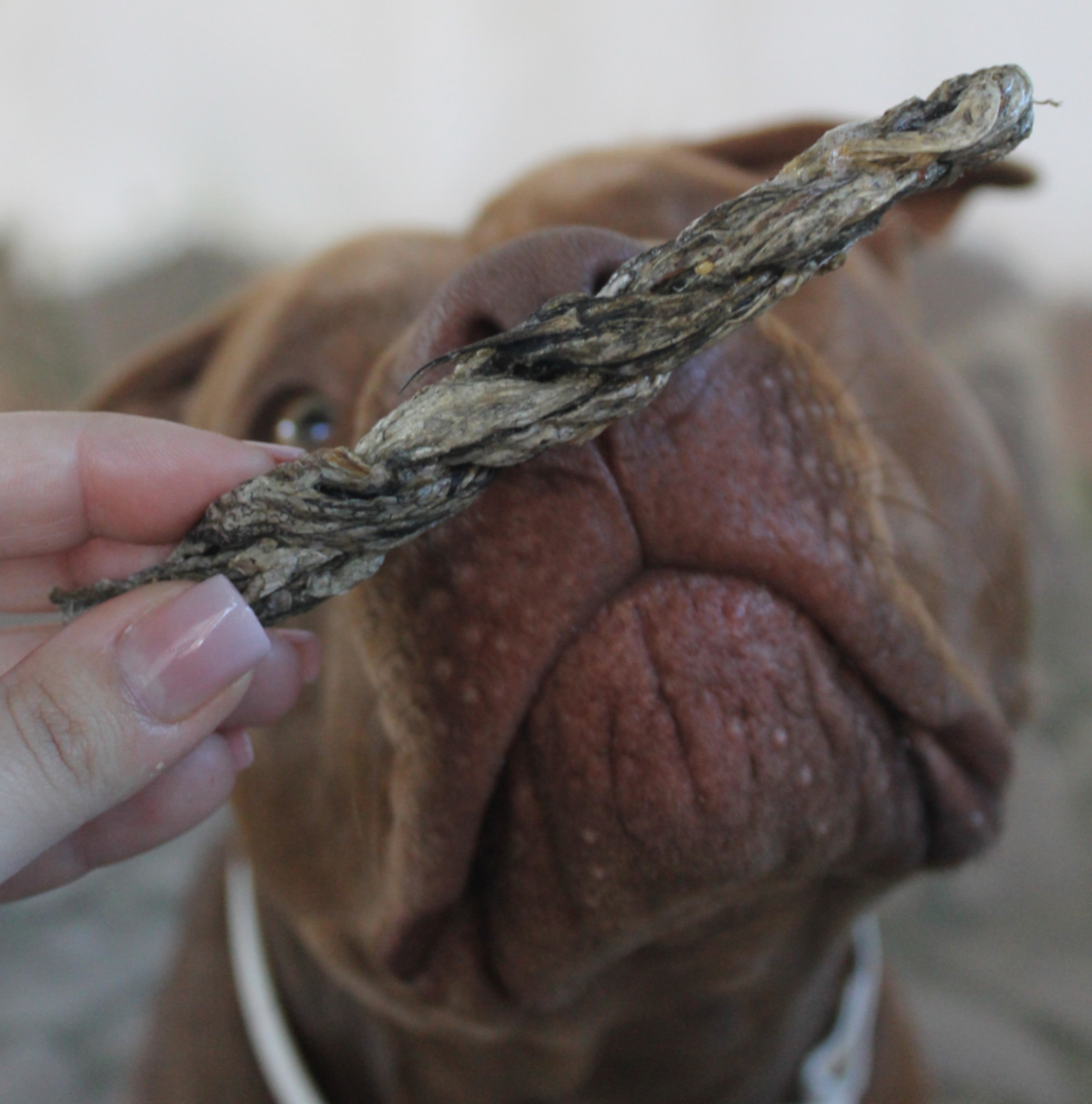Treccia di Merluzzo Essiccata per Cani 100g | Snack Naturale Ricco di Omega-3 e Proteine