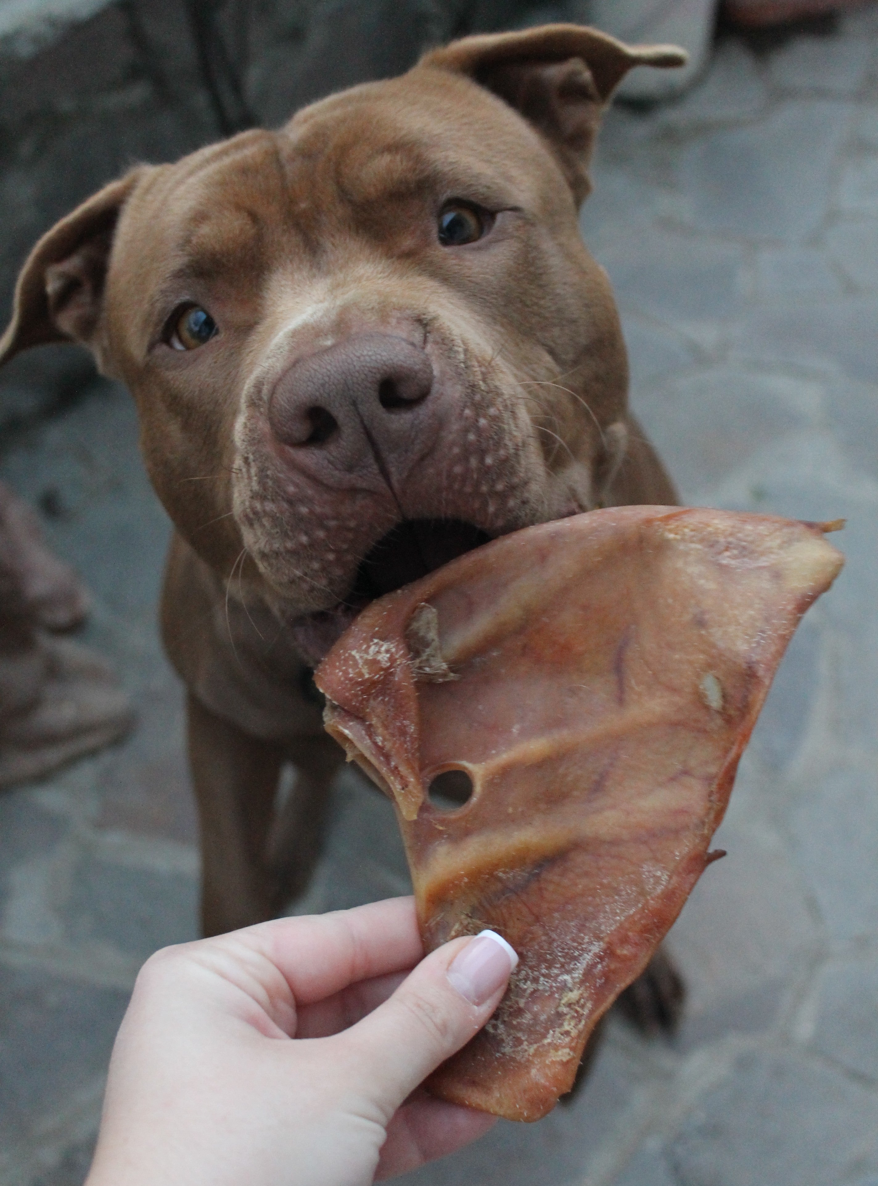 Orecchie di Maiale Essiccate per Cani – Snack Naturale da Masticare (circa 50g)