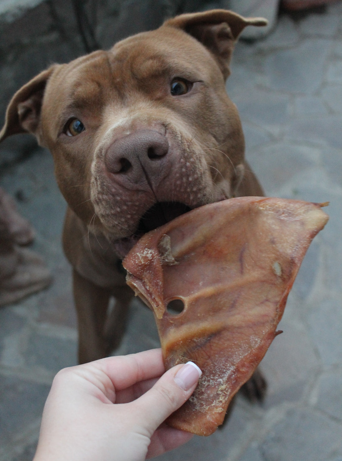 Orecchie di Maiale Essiccate per Cani – Snack Naturale da Masticare (circa 50g)