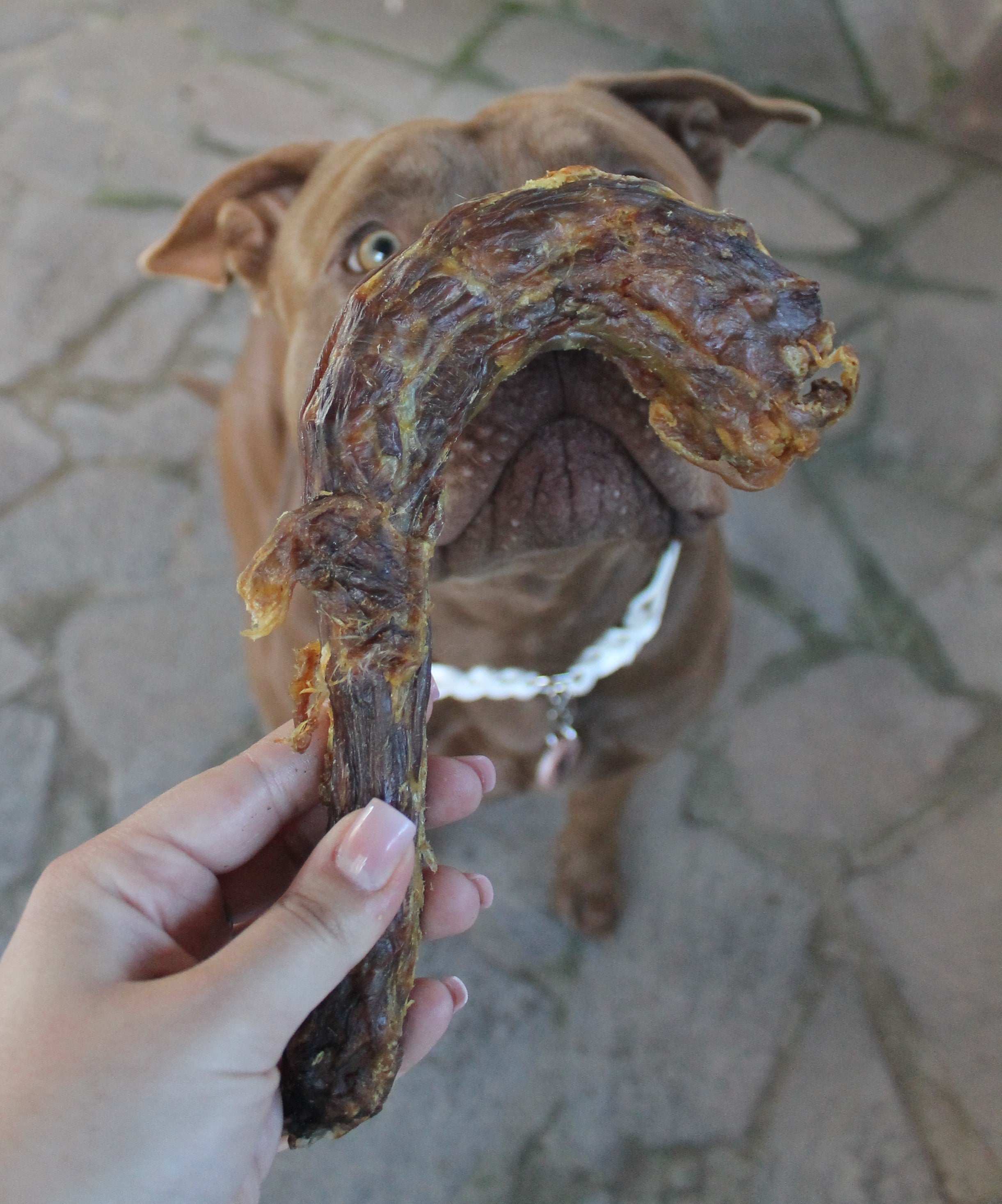 Colli di Tacchino Essiccati per Cani – Snack Naturale Ricco di Glucosamina e Condroitina (1–10 Pezzi)
