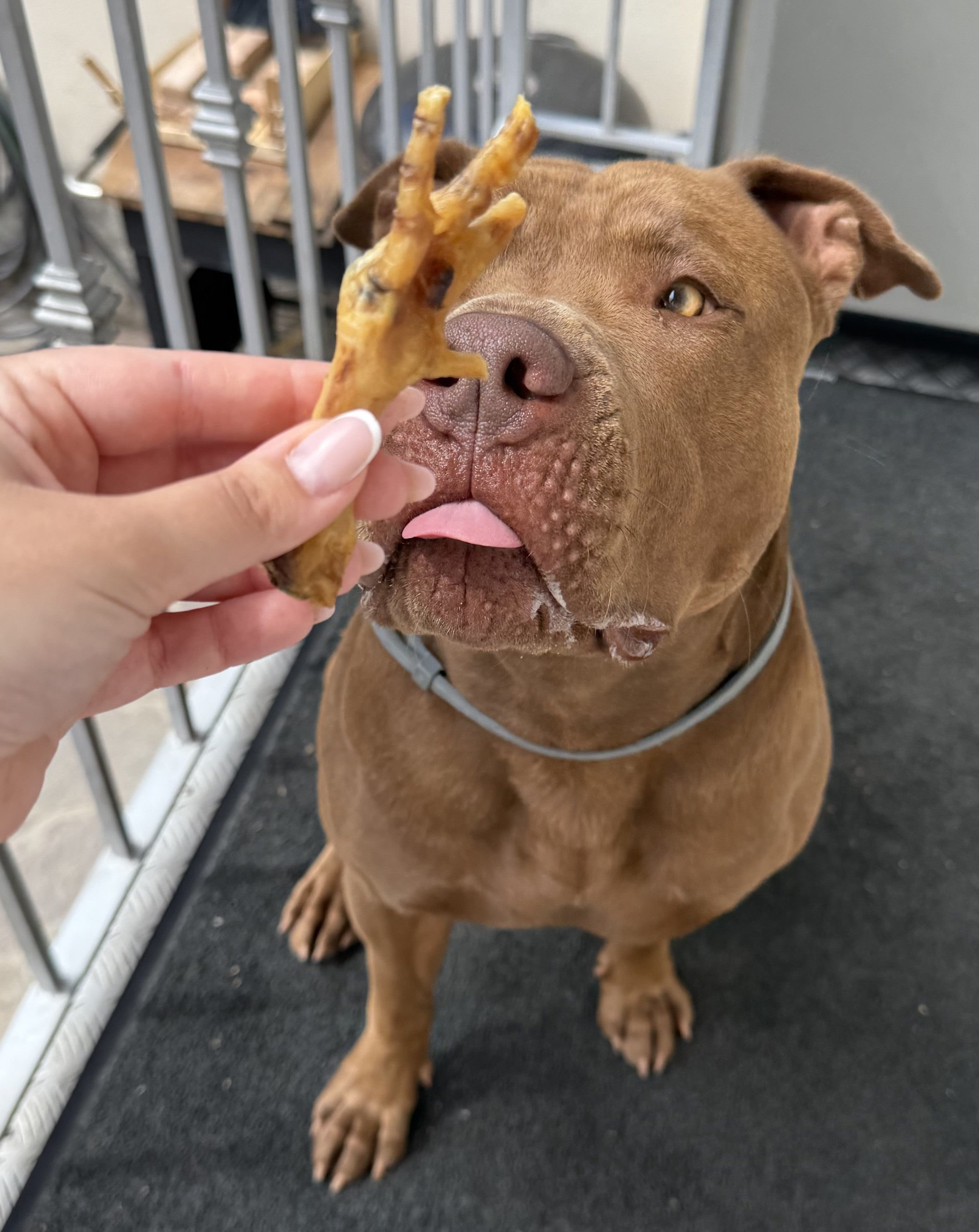 Zampe di Gallina Essiccate – Snack Naturale Ricco di Collagene per Cani ( 500g / 1kg)